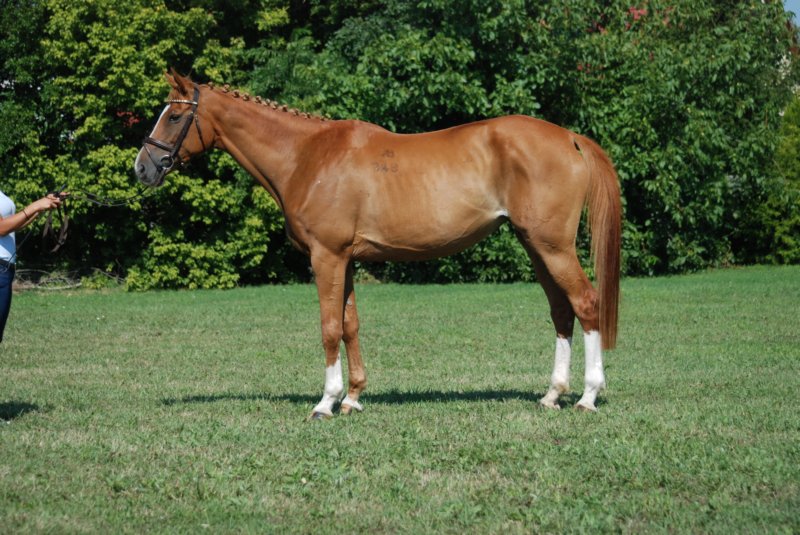 Déva King Gold Bonita