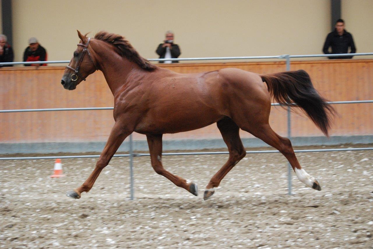 szeplaksejk