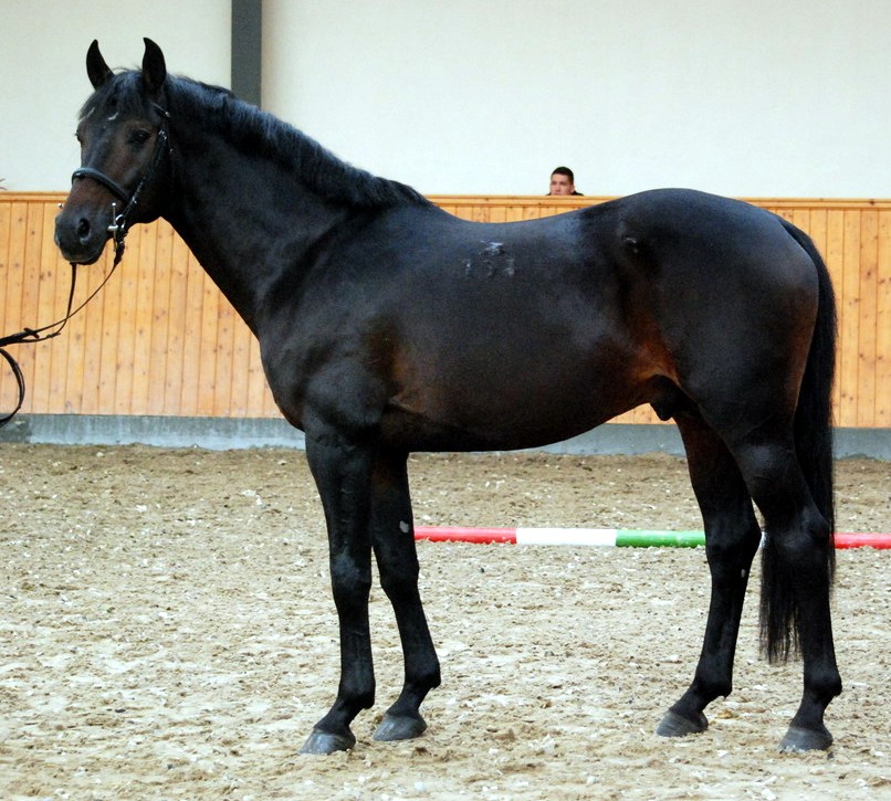 cenzorzorro